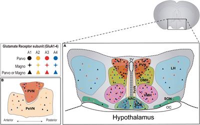 AMPA Receptor Function in Hypothalamic Synapses